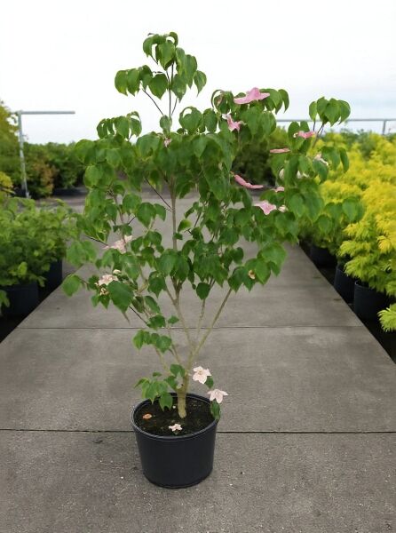 Japanischer Blumen-Hartriegel (Cornus kousa) 'Satomi' 150-175 cm C20 im Topf, mehrstämmig, mit grünen Blättern und rosa Blüten.