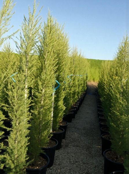 Libanon-Zeder (Cedrus libani) 175–200 cm, C50 im Topf, schlanke Nadelbäume in Reihen in der Baumschule.