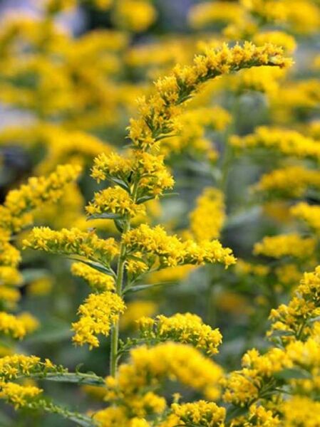Raue Goldrute 'Fireworks' / Solidago rugosa 'Fireworks'