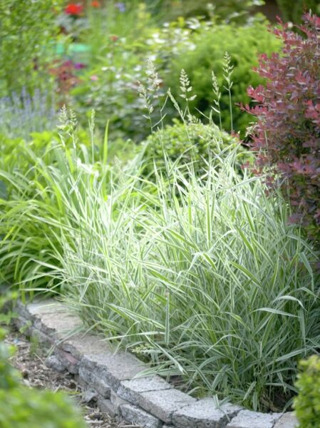 Rohrglanzgras / Phalaris arundinacea