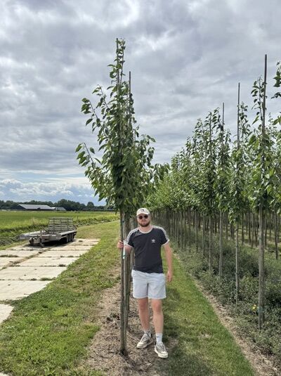 Prunus avium 'Plena' / Vogel-Kirsche 'Plena' Hochstamm, junger Baum mit Stamm und schmaler Krone in Baumschulreihe