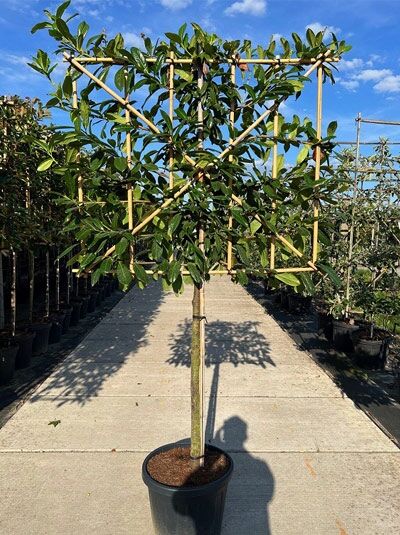 Prunus laurocerasus 'Novita' / Kirschlorbeer Novita Halbstamm-Spalier im Container, Spalierkrone am Bambusgerüst.