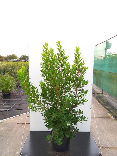 Westlicher Erdbeerbaum (Arbutus unedo) 80–100 cm im C20-Container, buschig wachsend mit grünem Laub.
