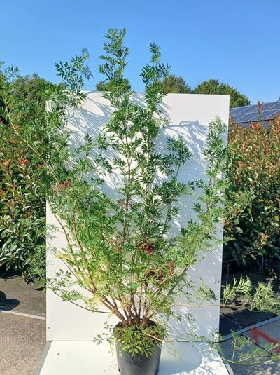 Geschlitztblättriger Holunder 'Laciniata' - Sambucus nigra 'Laciniata'