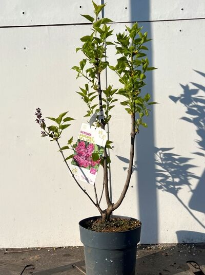 Syringa vulgaris 'Andenken an Ludwig Späth' (Gartenflieder) im Topf, 60–80 cm, C5, junger Strauch mit grünen Blättern und Knospen.