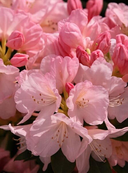 Rhododendron yakushimanum 'INKARHO Percy Wiseman' / Rhododendron 'INKARHO Percy Wiseman' mit hellrosa Blüten und Knospen