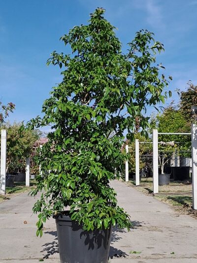 Hongkong-Hartriegel (Cornus hongkongensis) 200–250 cm im Container, mehrstämmiger Strauch mit dichtem, glänzend grünem Laub.