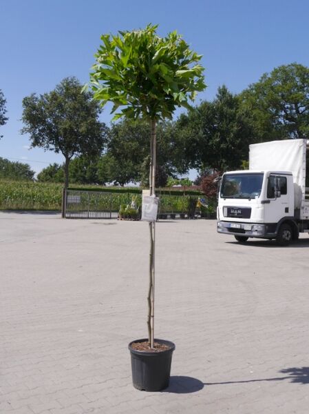Platanus acerifolia 'Alphen's Globe' / Kugel-Platane 'Alphen's Globe' als Hochstamm im Topf mit kugeliger Krone.