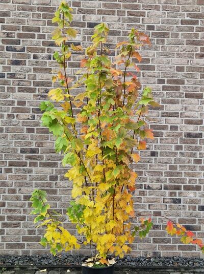 Rot-Ahorn &#039;October Glory&#039; / Acer rubrum &#039;October Glory&#039;