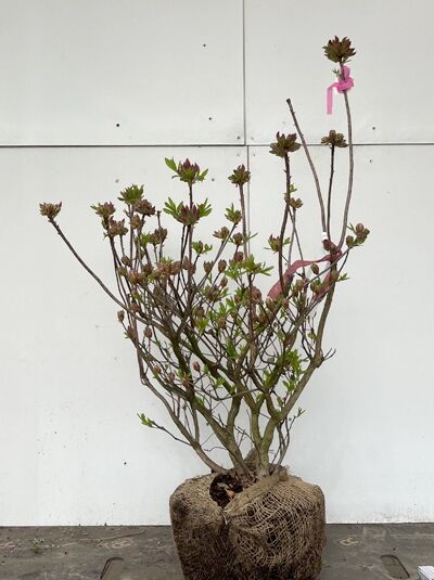 Laubabwerfende Azalee Azalea luteum 'Barselik' (Knap-Hill), Solitär, 60–70 cm, mehrtriebiger Strauch mit Knospen, Ballenware.