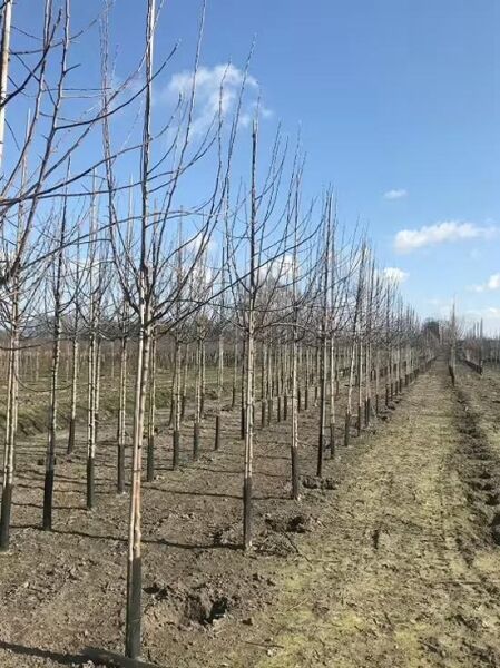 Malus domestica 'Jacob Lebel' / Apfel 'Jacob Lebel' Hochstamm 16-18 StU m. Db., Reihe junger laubloser Bäume im Feld