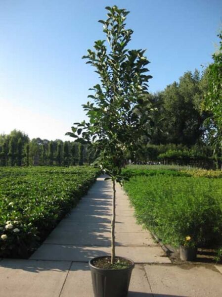 Magnolia loebneri 'Merrill' / Große Stern-Magnolie 'Merrill' Hochstamm 12-14 StU im Container, belaubter Stamm mit Krone im Topf