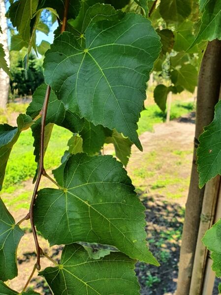 Krim-Linde 'Hochstamm-Spalier' H:120 B:120 T:10 (Stamm 180 cm) / Tilia europaea 'Euchlora'