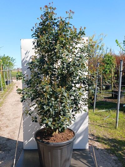 Spätsommer-Duftblüte - Osmanthus fortunei