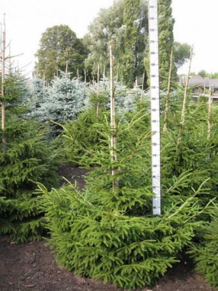 Picea orientalis (Kaukasus-Fichte) 175–200 cm mit Ballen, junger Nadelbaum mit ausladenden, grünen Zweigen.