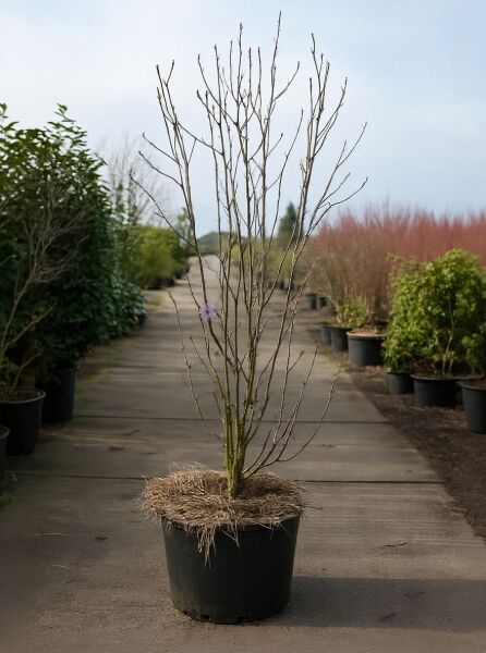 Magnolia soulangiana / Tulpen-Magnolie 175-200 cm C90 Solitär, mehrstämmiger, laubloser Strauch im Container mit Knospen