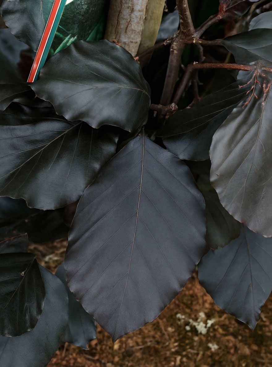 Sulen-Buche 'Purple' - Fagus sylvatica 'Dawyck Purple' - Baumschule  NewGarden