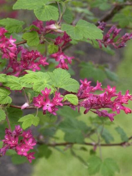Zierjohannisbeere 'Pulborough Scarlet' / Ribes sanguineum 'Pulborough Scarlet'