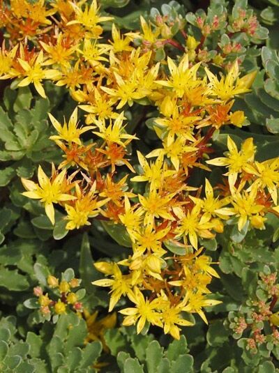 Reichblühendes China-Sedum / Reichblühendes Garten-Fettblatt 'Weihenstephaner Gold' / Sedum floriferum 'Weihenstephaner Gold'