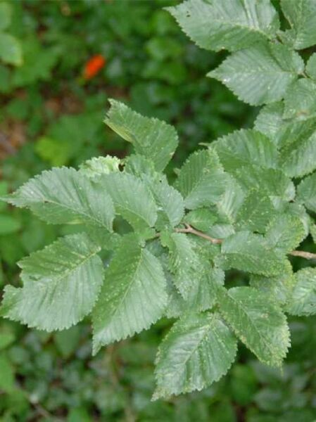 Feld-Ulme / Ulmus minor suberosa