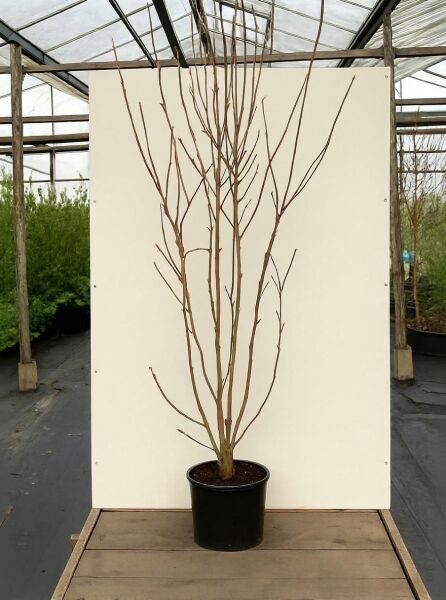 Magnolia 'Daphne' / Magnolie 'Daphne' 175-200 cm C20, mehrstämmiger Strauch im Container mit verzweigten, unbelaubten Trieben.