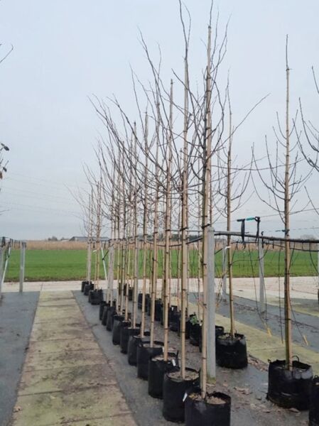 Säulen-Gleditschie Hochstamm (Gleditsia triacanthos 'Skyline') 8-10 StU im Container, laublose Jungbäume in Reihe.