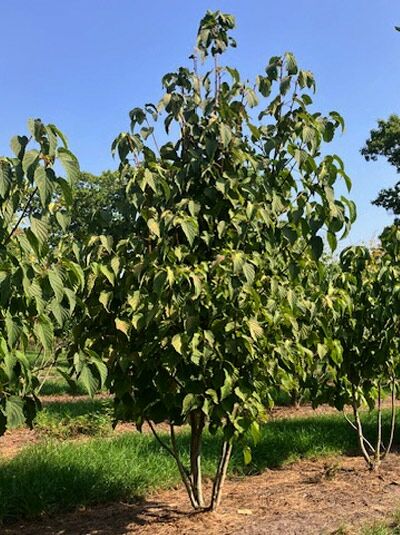 Mehrstämmiger Taschentuchbaum (Davidia involucrata) 200–250 cm, mit grünem Laub und aufrechter Krone im Freiland.