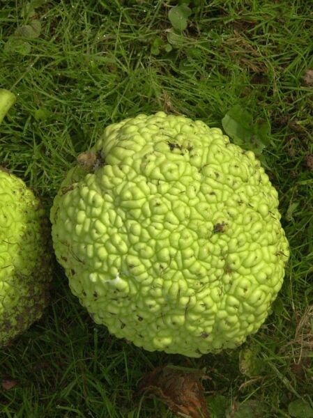 Maclura pomifera ‘Cannonball‘ (Milchorangenbaum/Osagedorn) grüne, kugelige Frucht mit warziger Oberfläche am Boden