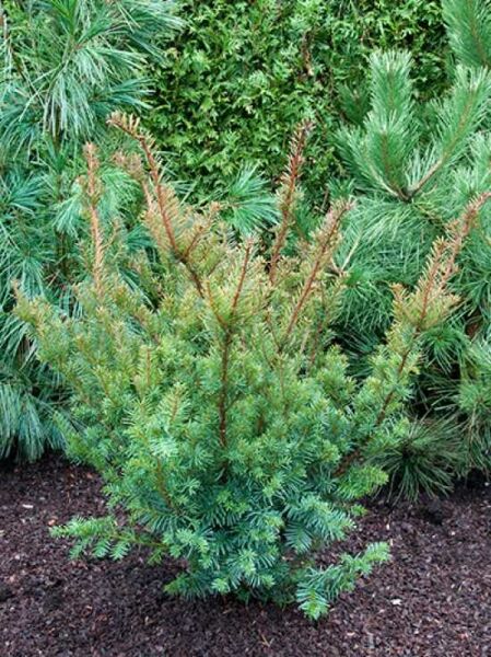 Eibe 'Farmen' / Taxus media 'Farmen'