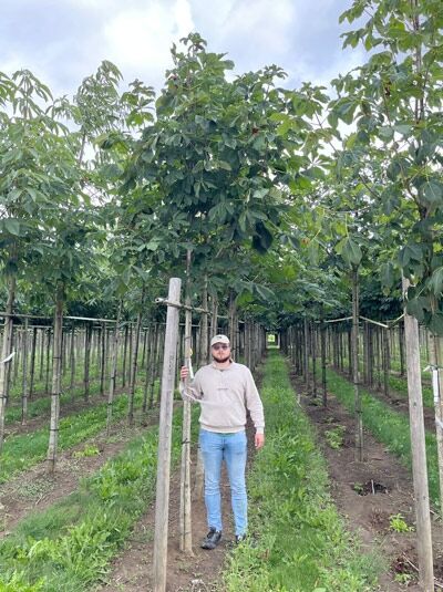 Gewöhnliche Rosskastanie (Aesculus hippocastanum) Hochstamm 10-12 StU mit Drahtballen, Baum auf Baumschulfläche gestützt.