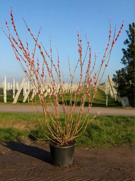 Salix gracilistyla 'Mount Aso'® / Rosa Riesenweidenkätzchen 'Mount Aso'®, 175-200 cm, C20, mit rosa Kätzchen am Strauch im Topf