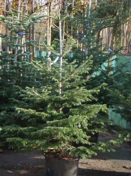 Abies nordmanniana / Nordmanns-Tanne / Kaukasus-Tanne