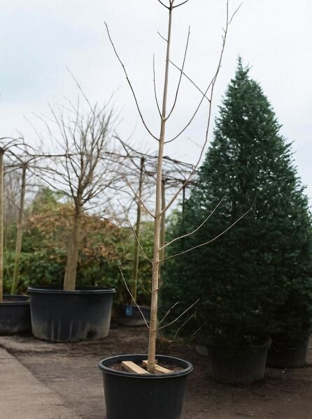 Ginkgo biloba (Ginkgobaum/Fächerblattbaum) Heister 14-16 STU, junger Baum ohne Laub im Container mit Stützleisten.