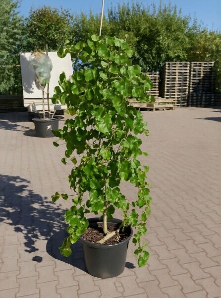 Hänge-Judasbaum Cercis canadensis 'Lavender Twist' im Topf C35, 150–175 cm, hängender Wuchs mit grünen Blättern.