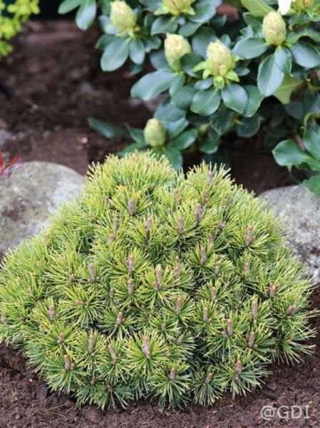 Pinus mugo 'Ophir' / gelbe Zwergkiefer / Bergkiefer 'Ophir'
