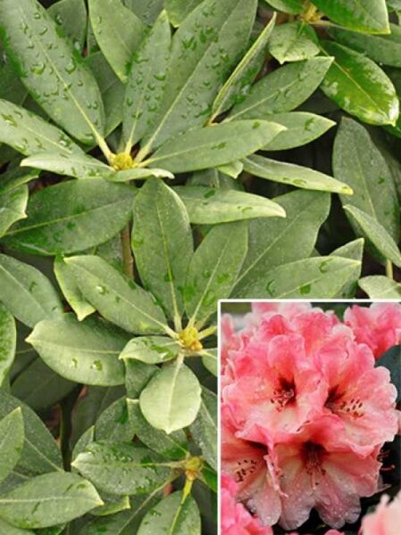 Rhododendron 'Marrakesch' (Rhododendron yakushimanum) mit immergrünen Blättern und rosa Blüten in Nahaufnahme
