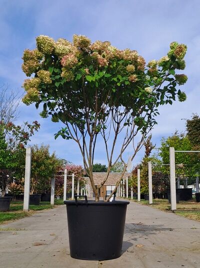 Limonenfarbene Rispen-Hortensie 150-175 cm 'Schirmform'  / Limonenfarbene Rispen-Hortensie 150-175 cm 'Schirmform' 