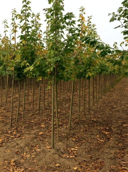 Spitz-Ahorn 'Drummondii' (Acer platanoides 'Drummondii') Hochstamm 8-10 StU m. B., Jungbäume in Baumschulreihe