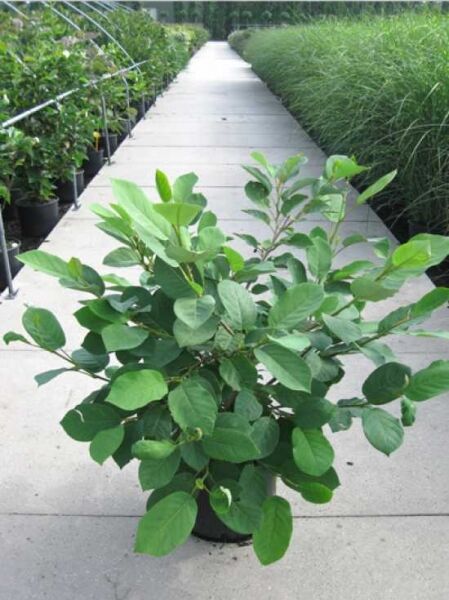Magnolia sieboldii (Magnolia parviflora) / Siebolds Magnolie, Sommer-Magnolie 100-125 cm C12, buschige Pflanze im Topf