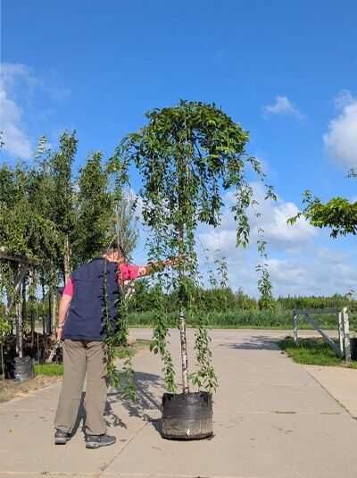 Prunus 'Snow Fountains' / Hänge-Kirsche 'Snow Fountains' Hochstamm 16-18 StU im Container, Baum mit überhängenden Trieben.