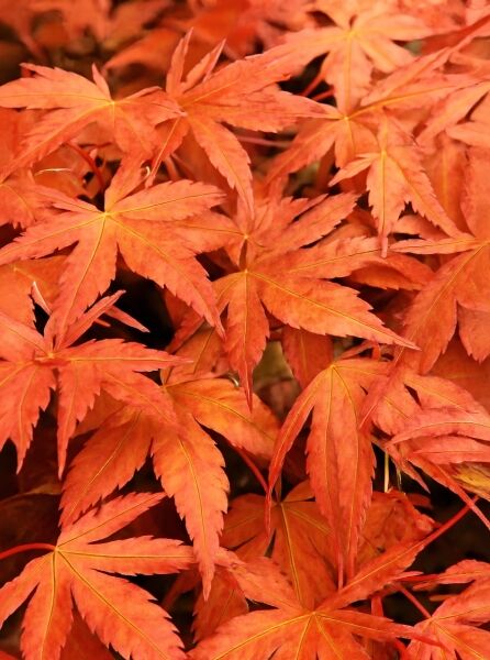 Japanischer Ahorn (Acer palmatum) 'Shin Deshojo' mit rot-orangen, handförmig gelappten Fächer-Ahorn-Blättern in Nahaufnahme.