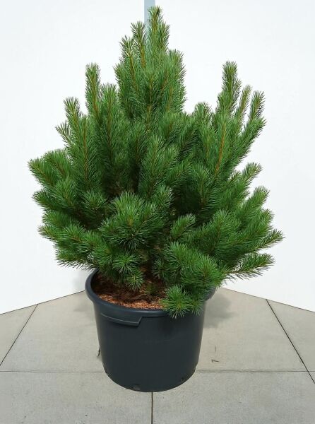 Pinus sylvestris 'Watereri' / Strauch-Wald-Kiefer 80-100 cm C70 im Container, kompakt wachsend mit grünen Nadeln