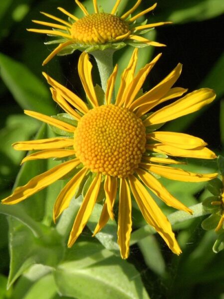 Frühsommer Sonnenbraut / Helenium hoopesii