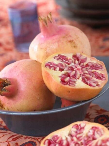 Granatapfelbaum / Grenadine / Punica granatum