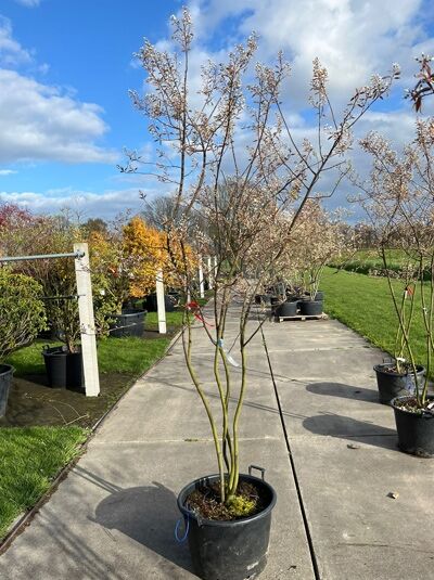 Kupfer-Felsenbirne 200 - 250 cm Schirmform / Amelanchier lamarckii (876131)