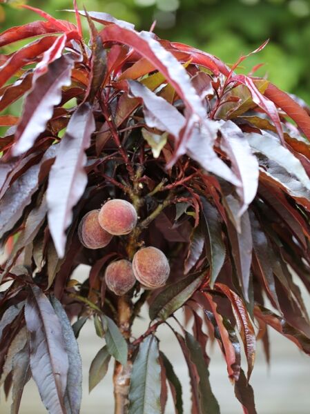 Rotlaubiger Wildpfirsich / Zierpfirsich 'Rubira' / Prunus persica 'Rubira'®
