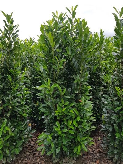 Prunus laurocerasus 'Elly' / Kirschlorbeer 'Elly' 175-200 cm m. Db., aufrechter immergrüner Strauch mit glänzenden Blättern