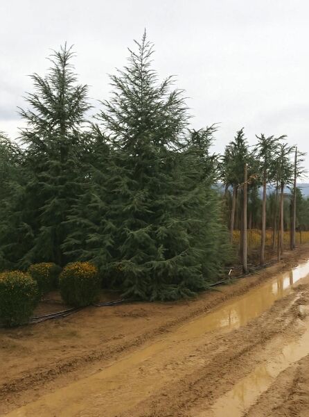 Cedrus deodara 'Robusta Glauca' (Himalaja-Zeder) im Feld, aufrecht wachsender Nadelbaum mit ausladenden, hängenden Ästen.