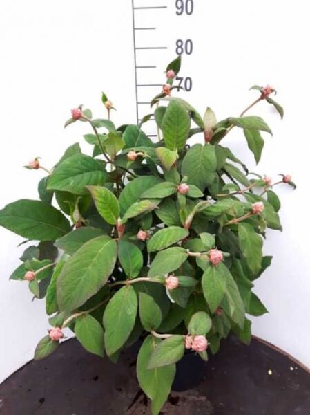 Samt-Hortensie (Hydrangea aspera 'Macrophylla') im Container C20, 60–80 cm, grünes Laub mit rosafarbenen Knospen.