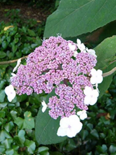 Samt-Hortensie / Hydrangea aspera sargentiana